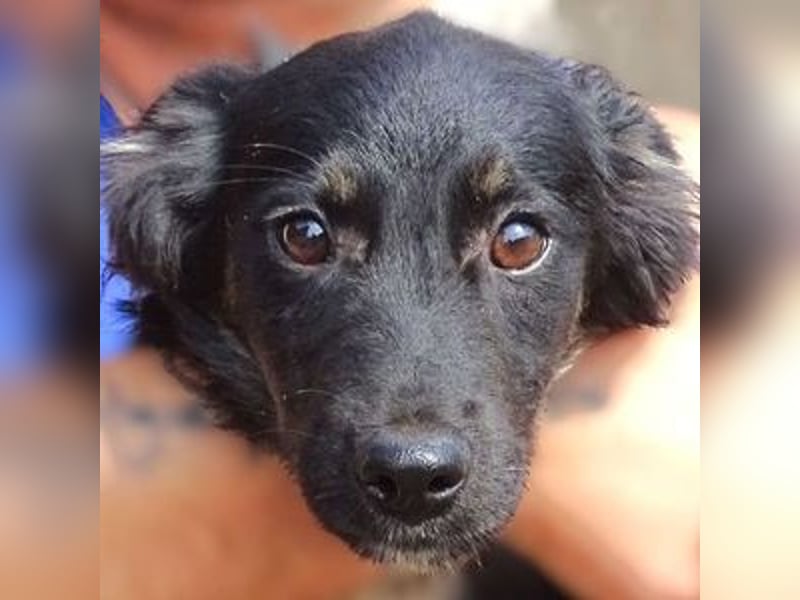 SIMON kleiner Hund in großer Gefahr