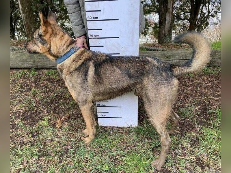 Atos, Schäferhund Mischling