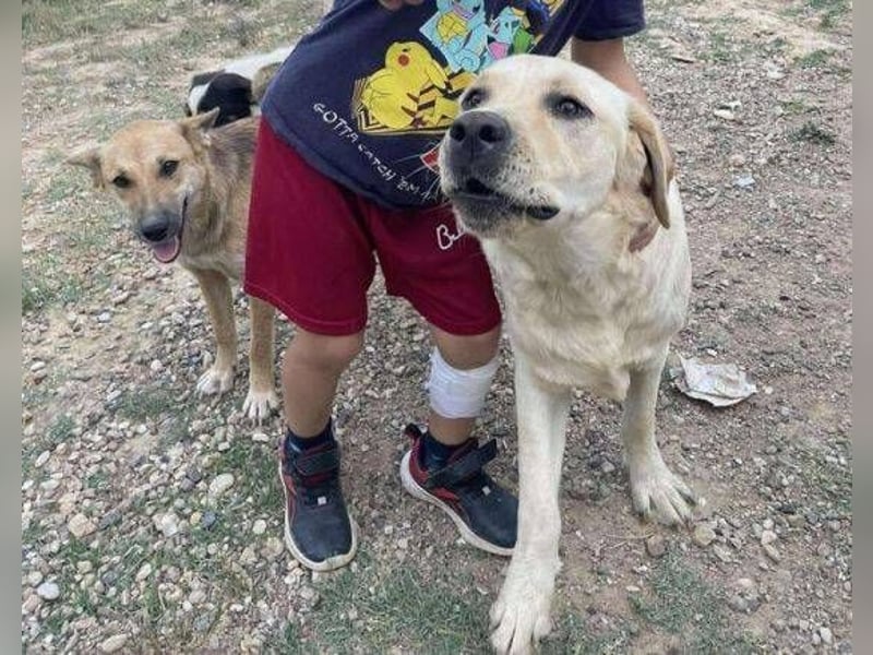 BENSON Labrador Mix