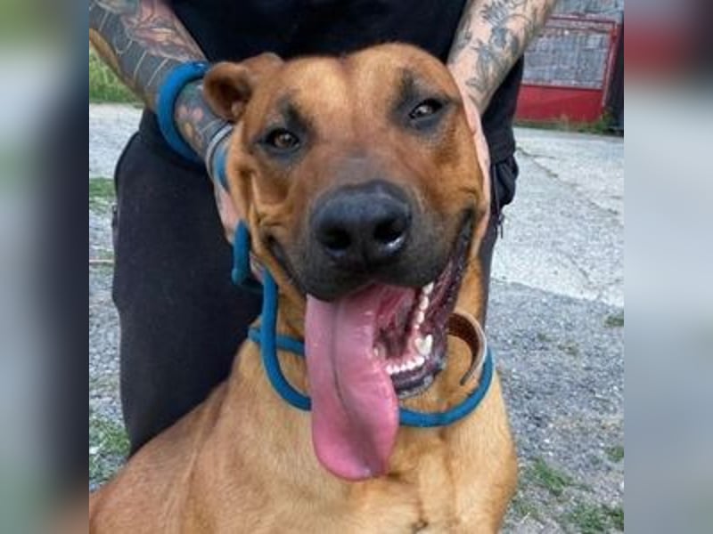 BEETHOVEN, ein Bild von einem Rhodesian Ridgeback!