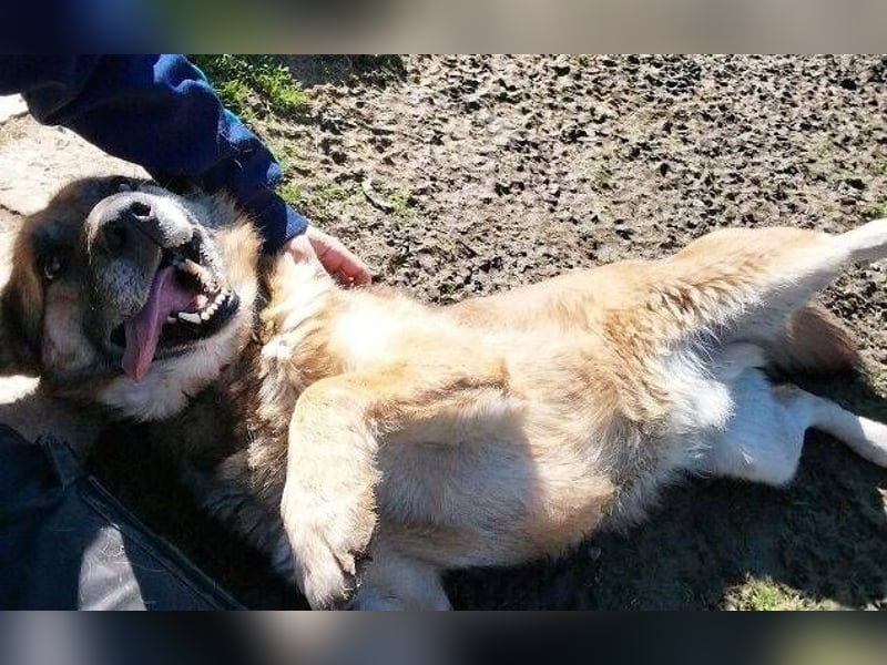 ASTON ist ein Traumhund
