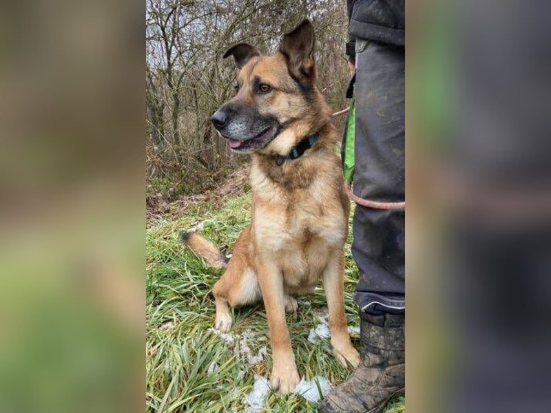 ASTON ist ein Traumhund