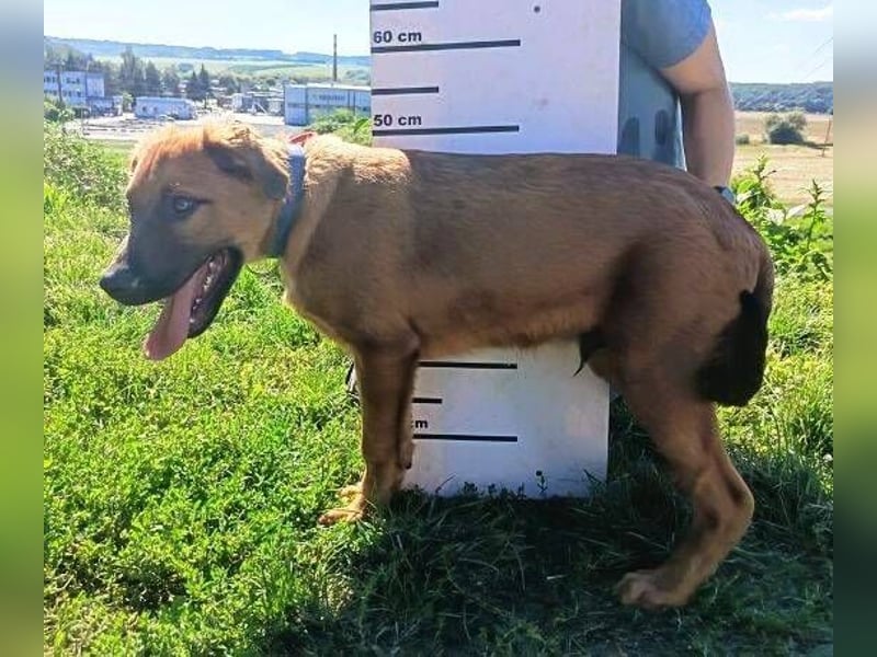 COLIN verspielter Hundejunge