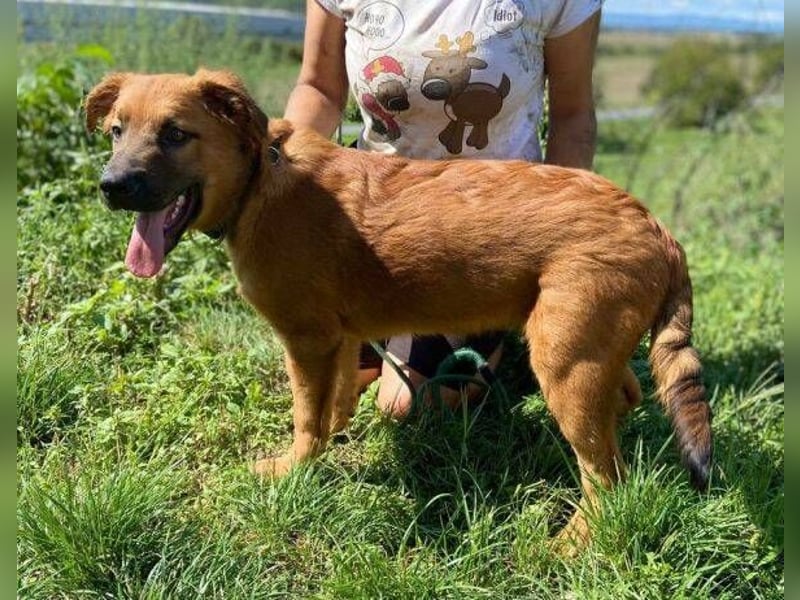 COLIN verspielter Hundejunge