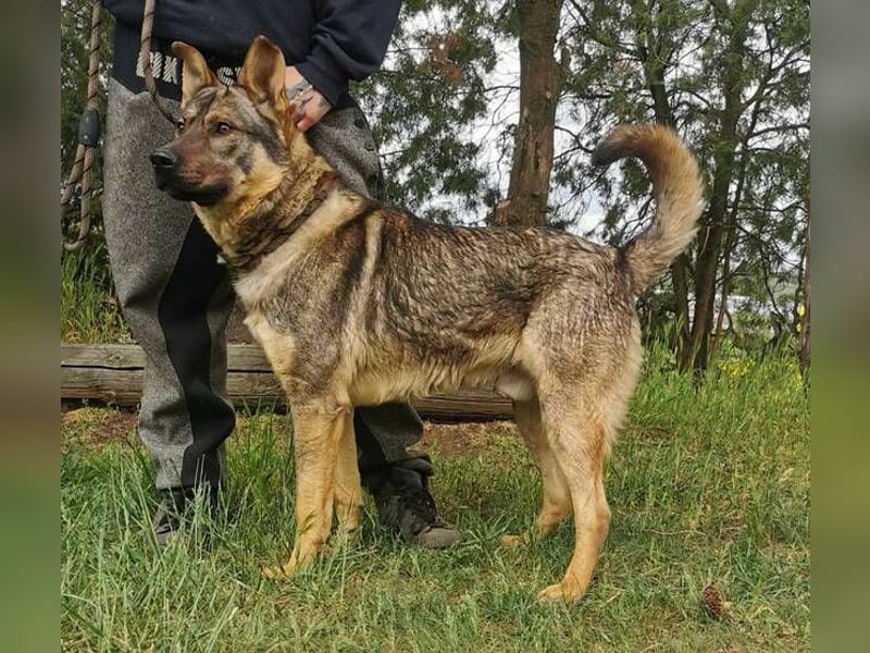 Atos, Schäferhund Mischling