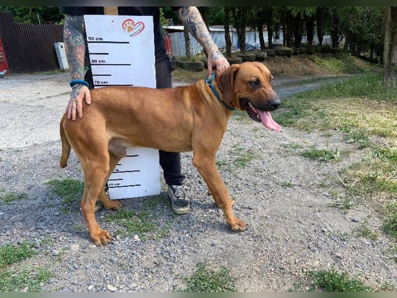 BEETHOVEN, ein Bild von einem Rhodesian Ridgeback!