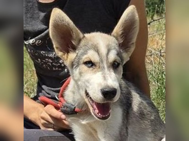 MONTY Husky Mix
