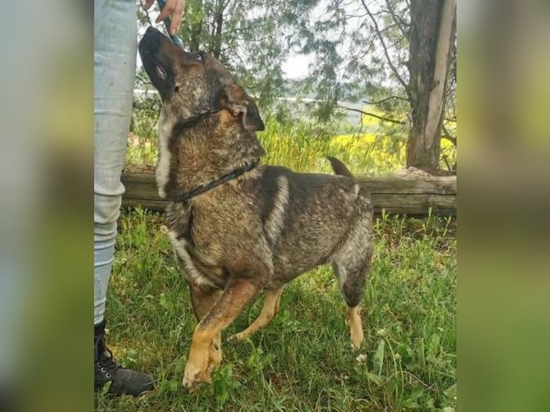 CHRIS , holl. Schäferhund