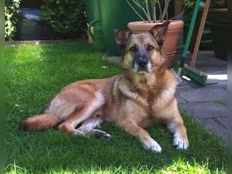 ASTON ist ein Traumhund