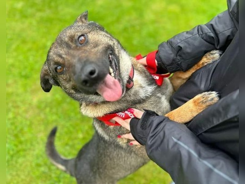CHRIS , holl. Schäferhund
