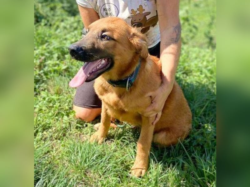 COLIN verspielter Hundejunge