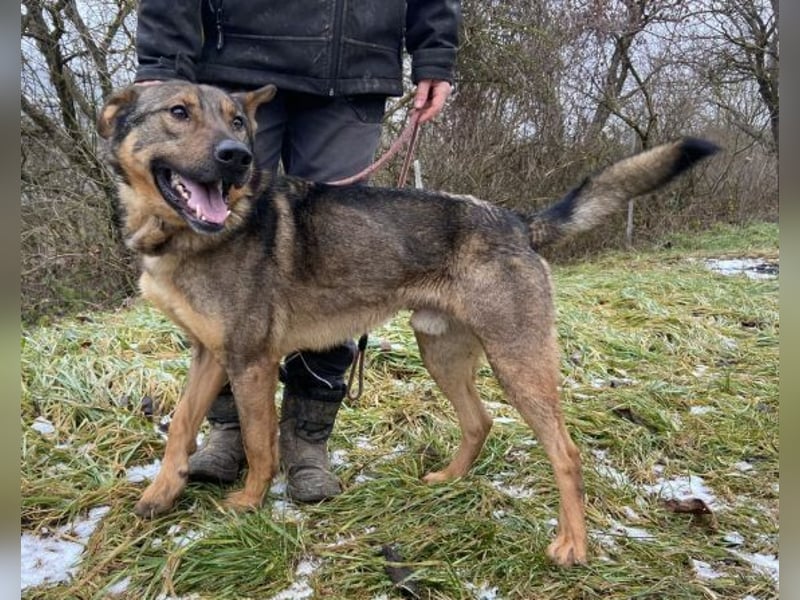 Atos, Schäferhund Mischling