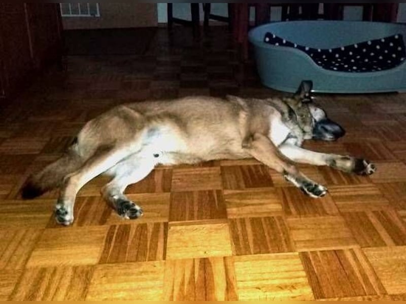 ASTON ist ein Traumhund