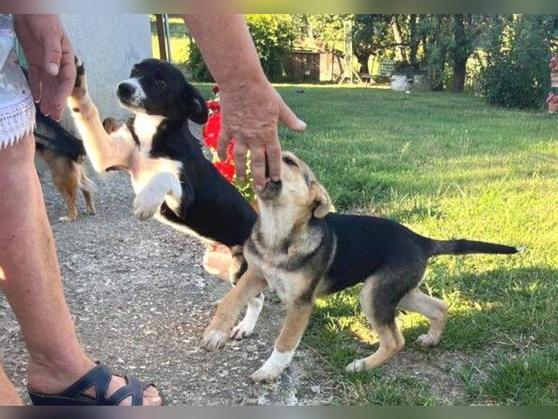 MICKY sucht seine Familie