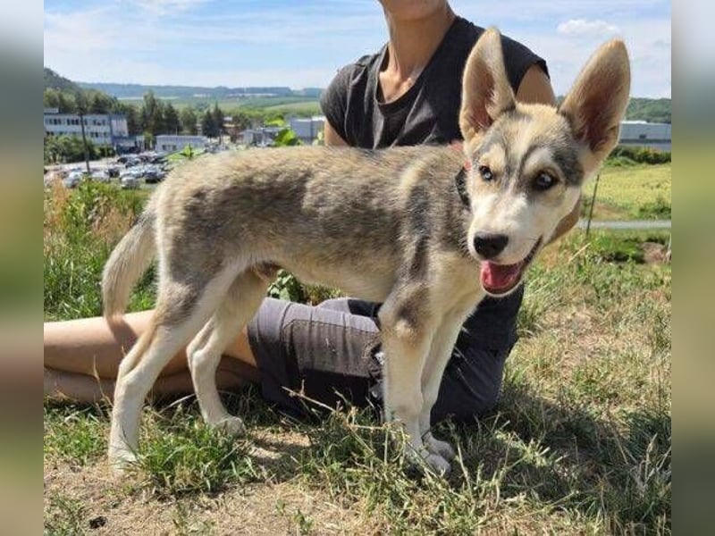 MONTY Husky Mix