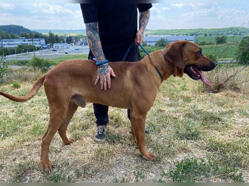 BEETHOVEN, ein Bild von einem Rhodesian Ridgeback!