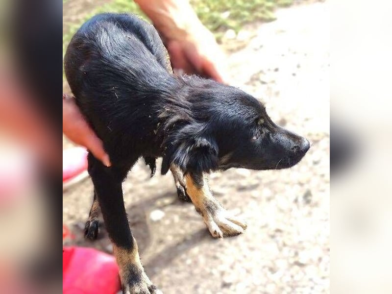 SIMON kleiner Hund in großer Gefahr