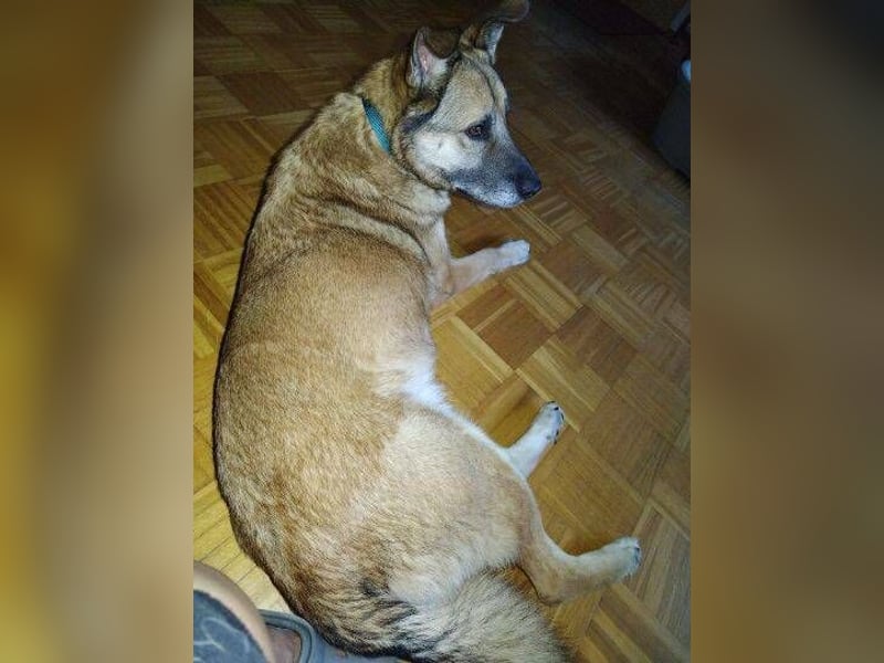 ASTON ist ein Traumhund