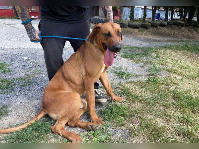 BEETHOVEN, ein Bild von einem Rhodesian Ridgeback!