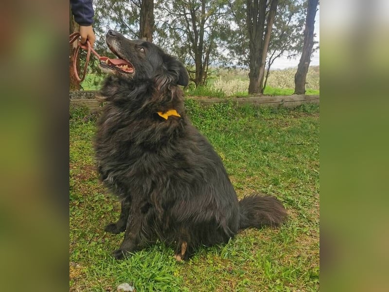BENJI braucht ein warmes Körbchen