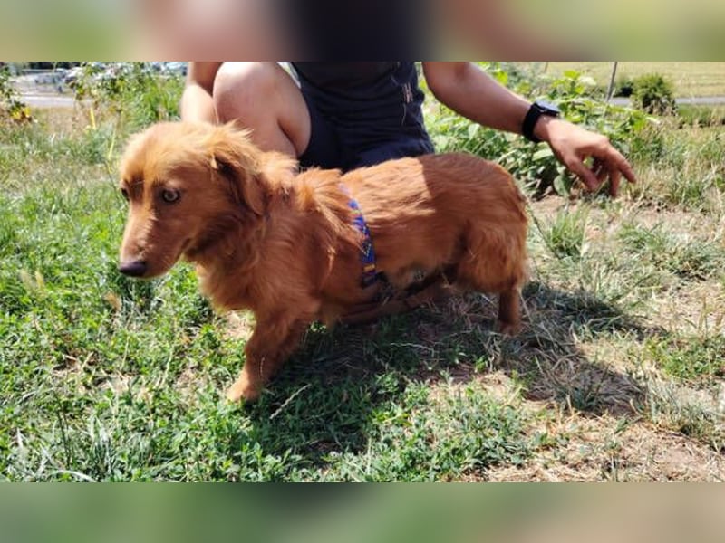 LUCKY, Dackel Mix