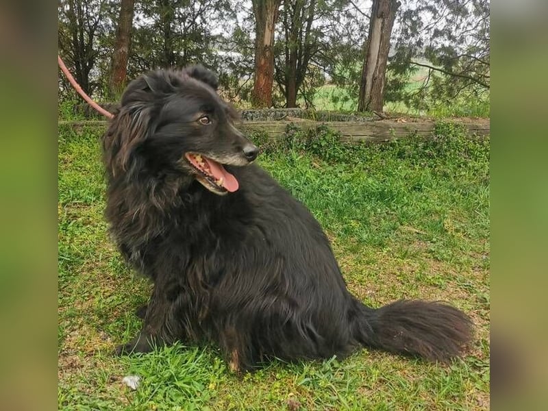 BENJI braucht ein warmes Körbchen