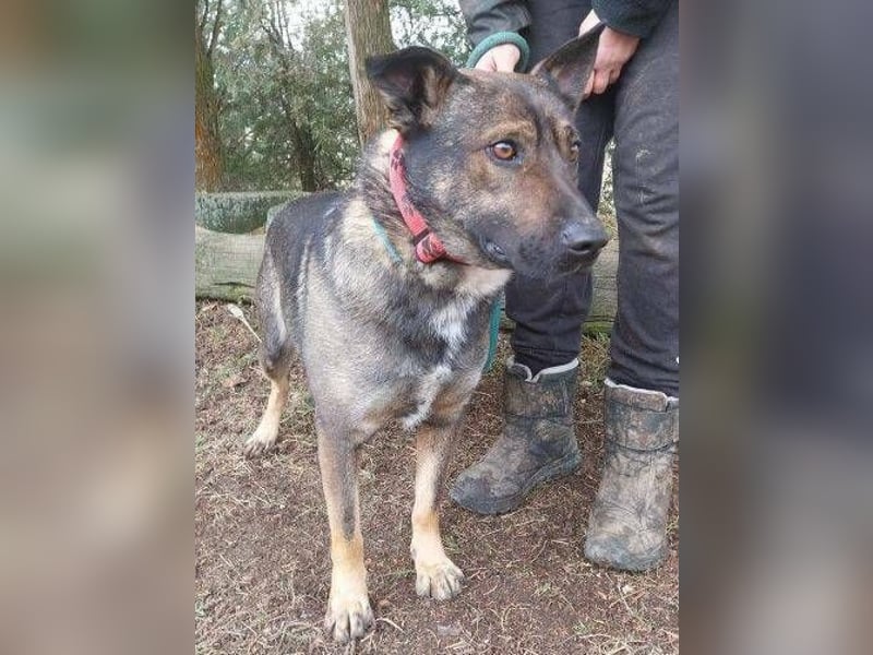 CHRIS , holl. Schäferhund