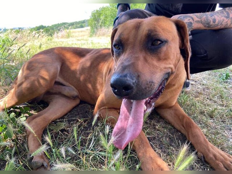 BEETHOVEN, ein Bild von einem Rhodesian Ridgeback!