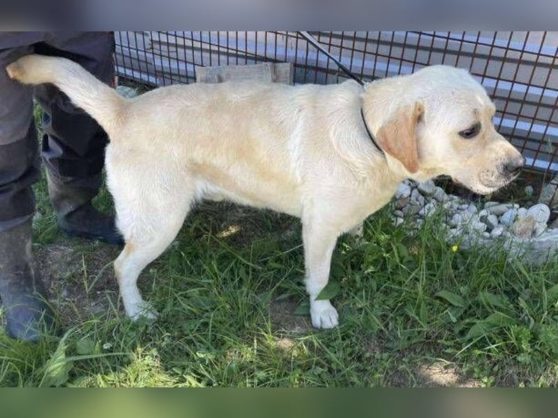 BENSON Labrador Mix