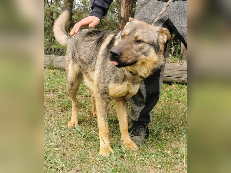 Atos, Schäferhund Mischling