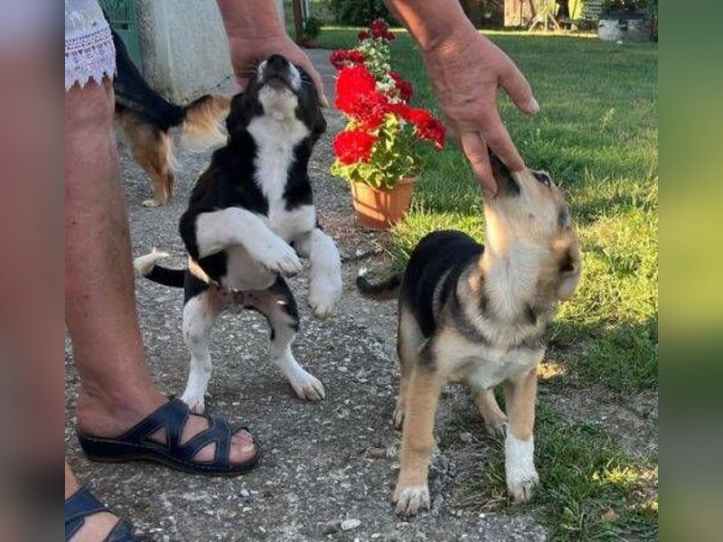 MICKY sucht seine Familie