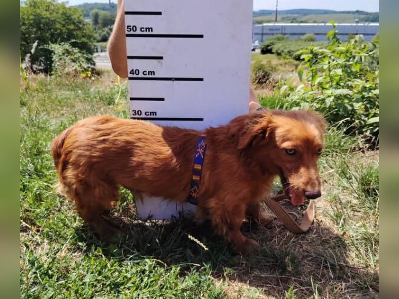 LUCKY, Dackel Mix