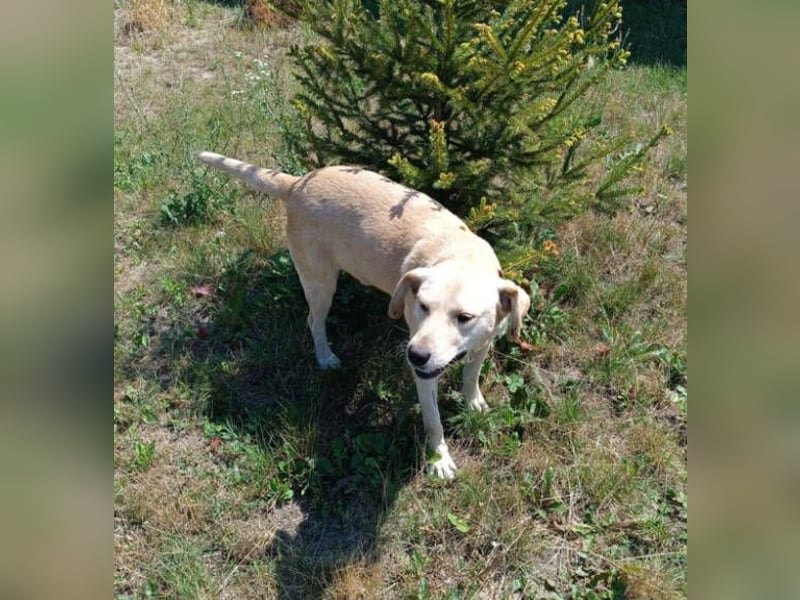 REXI ist ein Goldschatz