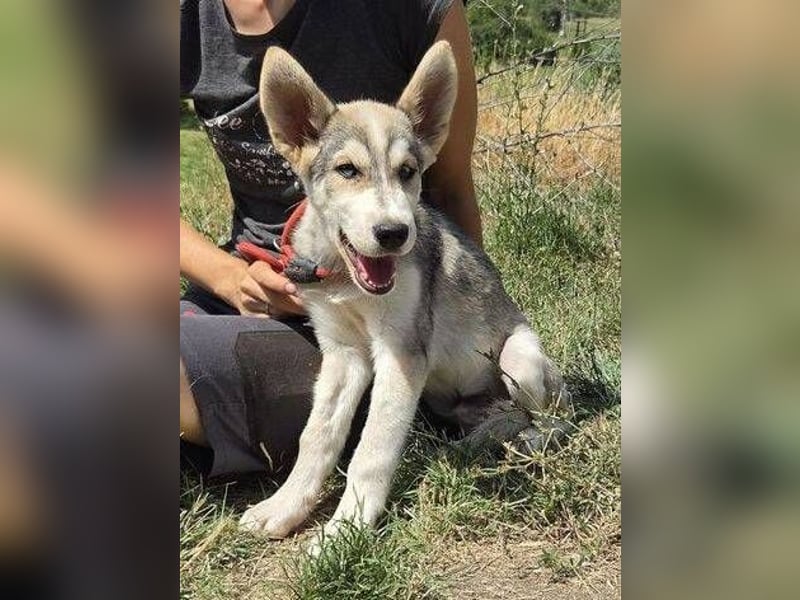 MONTY Husky Mix