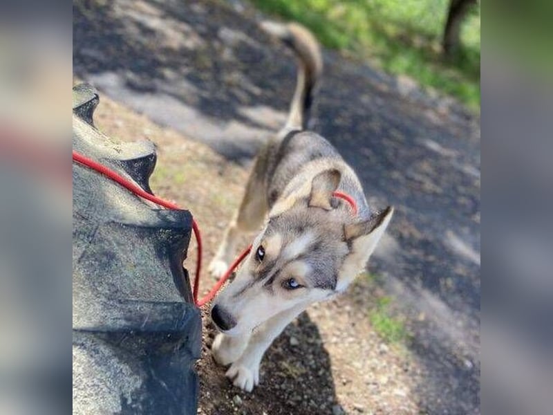 MONTY süßer Hundejunge