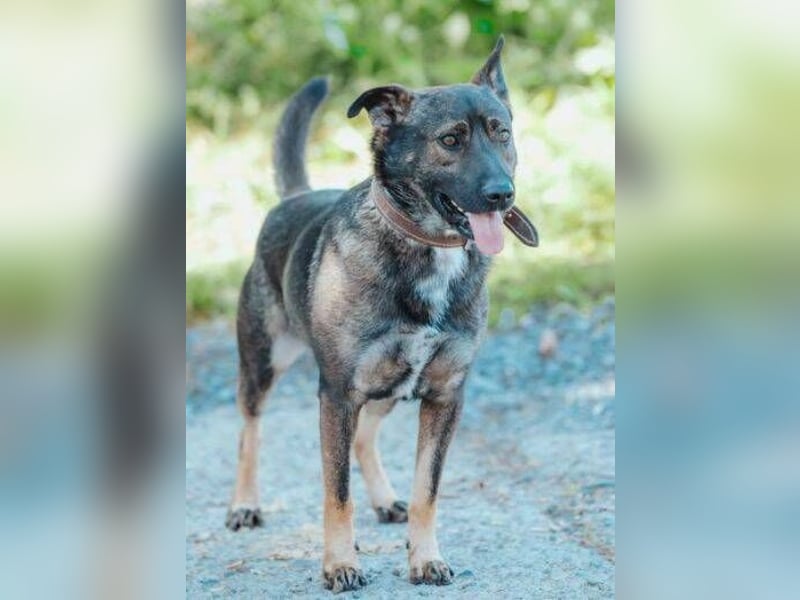 CHRIS , holl. Schäferhund