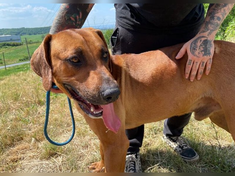 BEETHOVEN, ein Bild von einem Rhodesian Ridgeback!