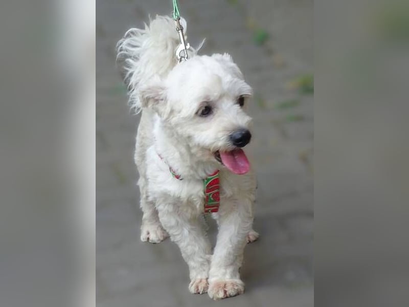 MARVIN, Malteser Mix