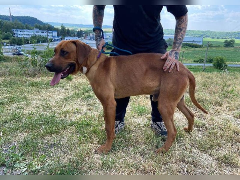 BEETHOVEN, ein Bild von einem Rhodesian Ridgeback!