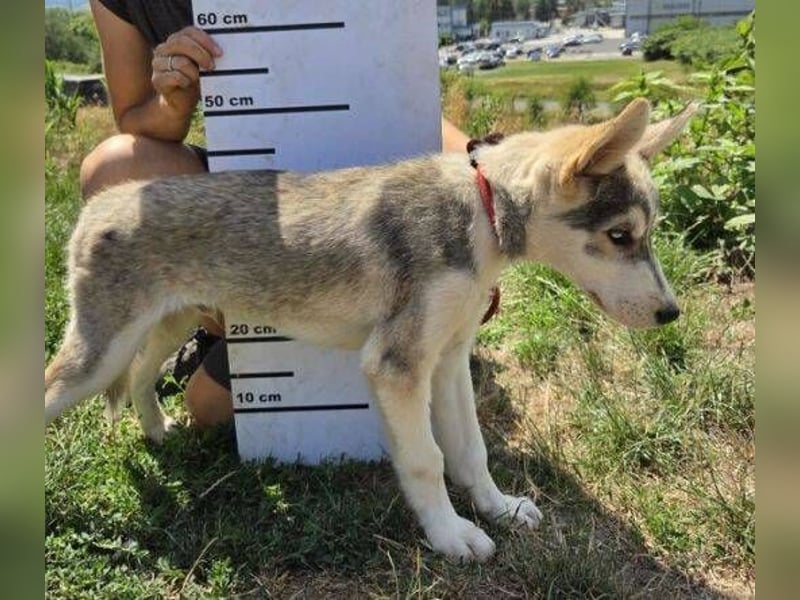 MONTY süßer Hundejunge