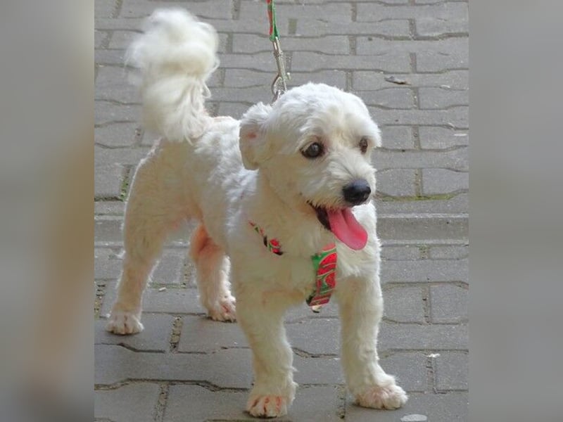 MARVIN, Malteser Mix