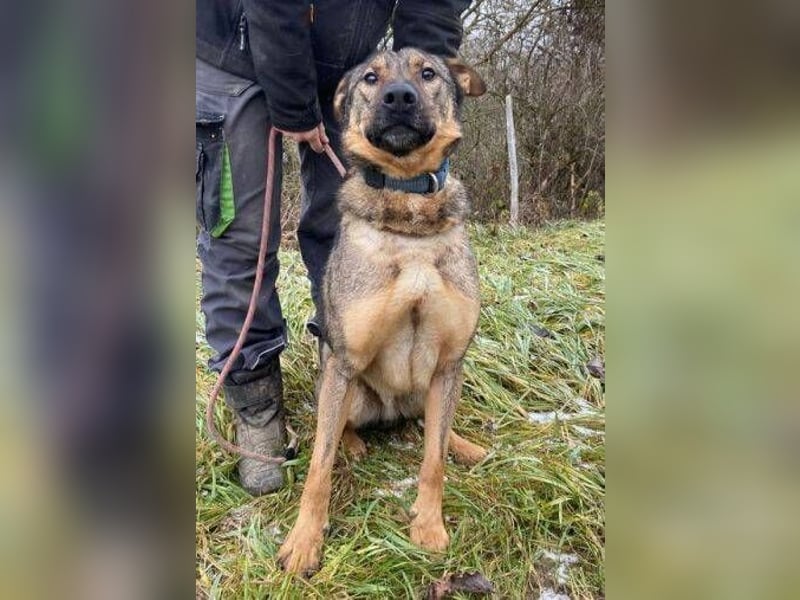 Atos, Schäferhund Mischling