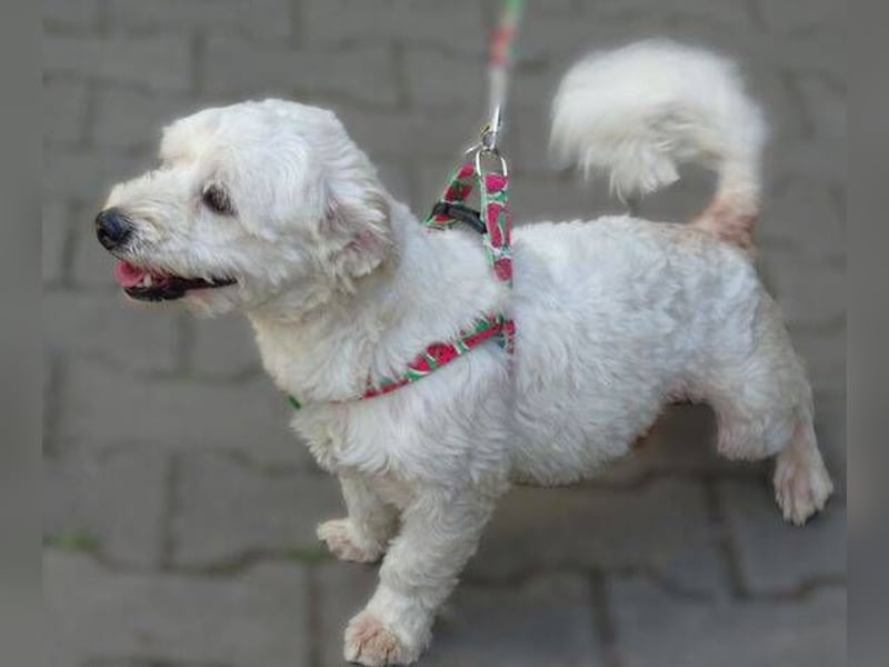 MARVIN, Malteser Mix