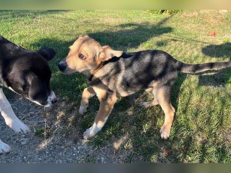 MICKY sucht seine Familie