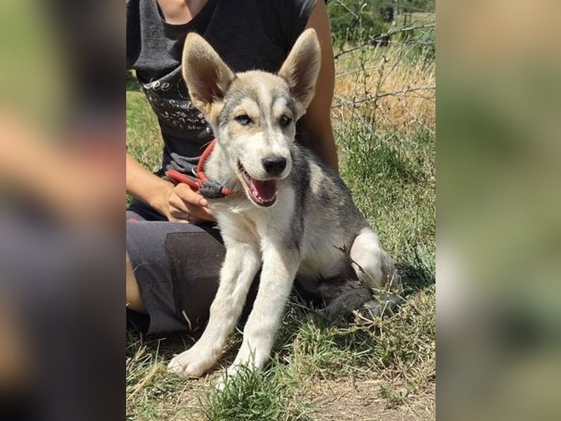 MONTY süßer Hundejunge