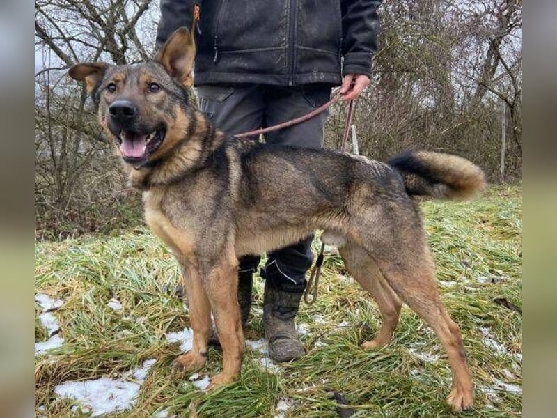 Atos, Schäferhund Mischling