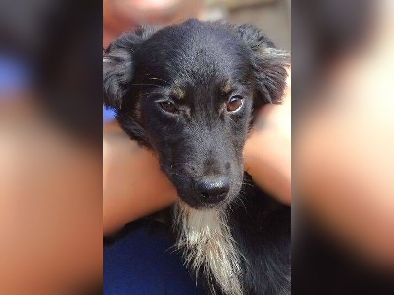 SIMON kleiner Hund in großer Gefahr