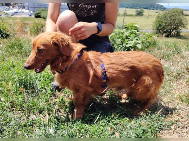 LUCKY, Dackel Mix