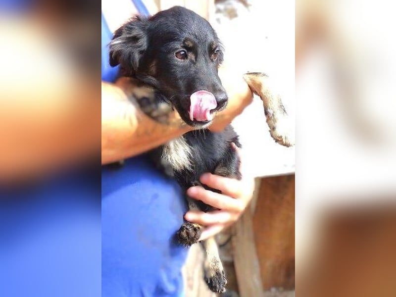 SIMON kleiner Hund in großer Gefahr