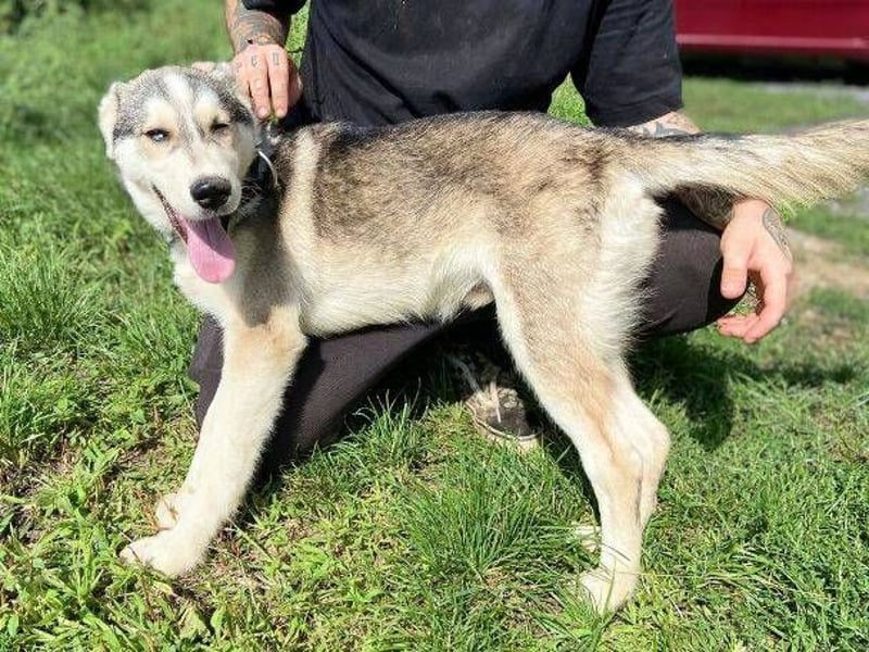 MONTY süßer Hundejunge